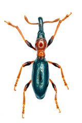 Female of sweetpotato (or sweet potato) weevil, Cylas formicarius (Fabricius) isolated on a white background.