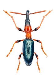 Male of sweetpotato (or sweet potato) weevil, Cylas formicarius (Fabricius) isolated on a white background.