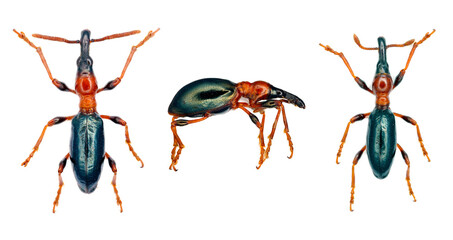 Sweetpotato (or sweet potato) weevil, Cylas formicarius isolated on a white background. An insect...