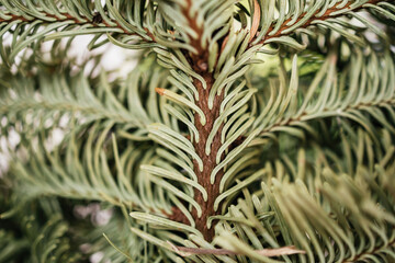 Naklejka na ściany i meble Close-up of macro fir tree branch - organic bio scent