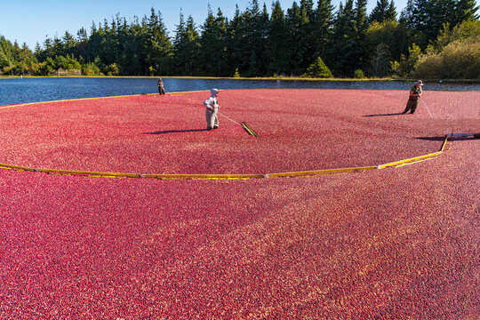 Workers moving ripe red cranberries floating in a water filled bog to be loaded onto a truck for processing. Focus is in the center of the cranberry bog