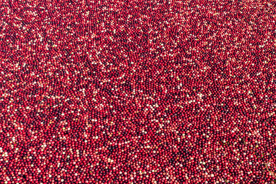 Ripe red cranberries floating in a water filled bog to be loaded onto a truck for processing. Focus is in the center of the cranberry bogg