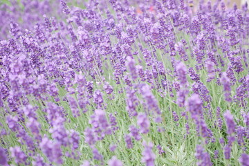 Obraz premium lavender in a field on a summer day