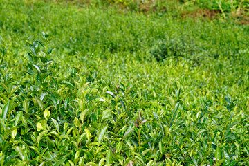 tea fields on the azores