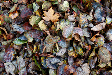 Full frame shot of frosting on dry leaves