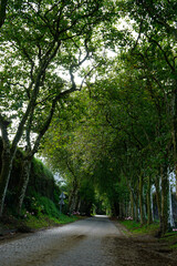 green alley on the azores islands
