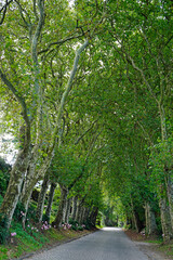 green alley on the azores islands