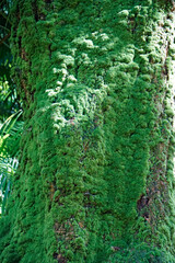 overgrown volcanic landscape on the azores