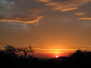 golden sunset and dry tree