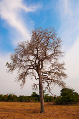 artistic nature - leafless tree over dry pasture