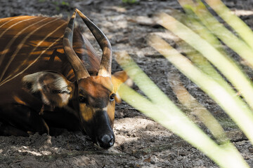 Lesser Kudu_Antelope of Africa