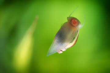 Physidae snail, bladder snails, family of air breathing freshwater snails, aquatic pulmonate...