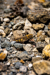 grasshopper on the stone