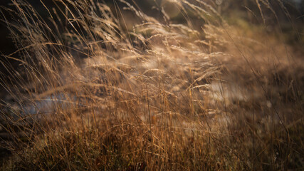 Obraz premium Soft focus autumn background with dry grass.