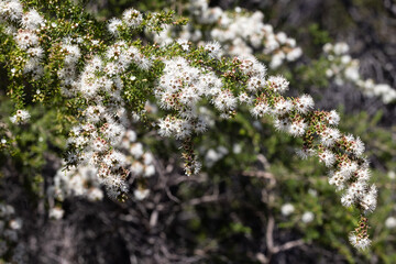 Australian Tick Bush in flower