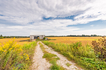 An old barn at the end of gravel road in yellow farm field under blue sky with white clouds in Ontario, Canada