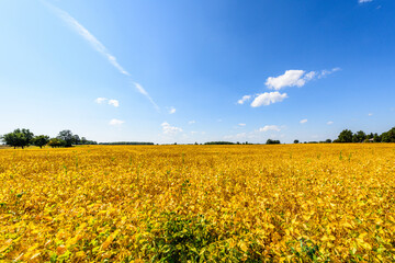 Yellow farm field at fall under blue sky with white clouds in Ontario, Canada