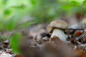 Boletaceae Boletus Leccinum in close view