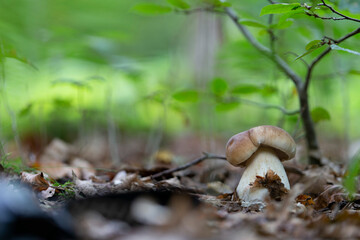 Boletaceae Boletus Leccinum in close view