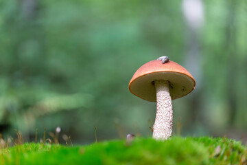 Boletaceae Boletus Leccinum in close view