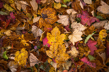 A heart shaped punched out leaf in the middle of colorful leaves in autumn colors right after the rain with raindrops..