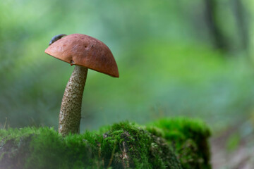 Boletaceae Boletus Leccinum in close view