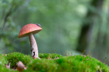Boletaceae Boletus Leccinum in close view