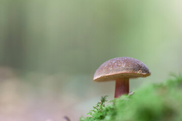 Boletaceae Boletus Leccinum in close view