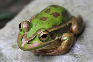 Australian Green and Golden Bell Frog