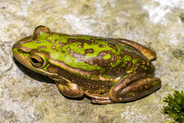 Green and Golden Bell Frog