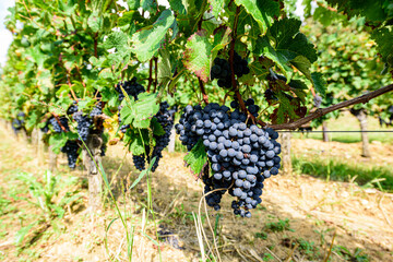 Bunch of Cabernet grapes ready for harvest