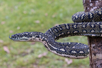 Australian Diamond Python flickering it's tongue