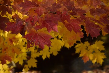 St Agapit-Levis in Autumn season