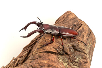 フォルスターニシ