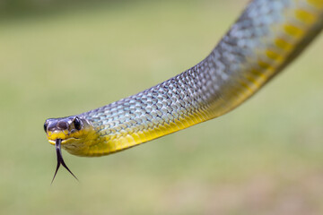 Australian non-venomous Common Tree Snake flickering tongue