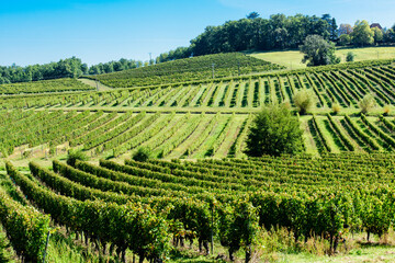 Rows of grape vines on hilly terrain, vineyard in Bordeaux, France on summer day, blue sky