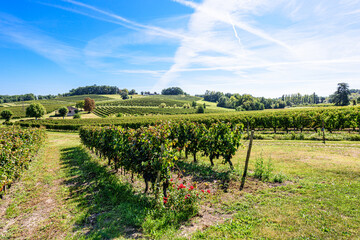Rows of grape vines on hilly terrain, vineyard in Bordeaux, France on summer day, blue sky