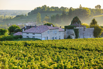 View of vineyard on hilly terrain in Bordeaux, France, farm house at sunset