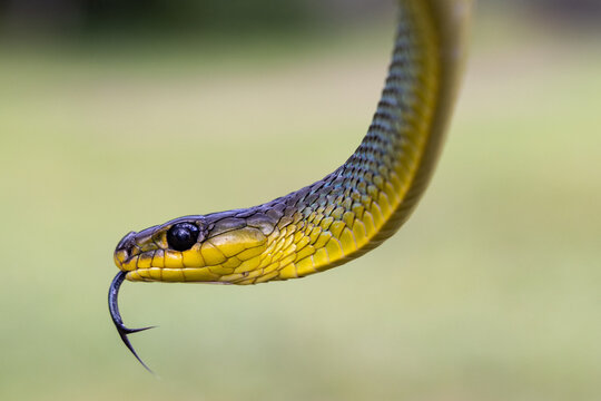 Australian non-venomous Common Tree Snake flickering tongue