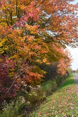 Naklejka premium St Agapit-Levis in Autumn season