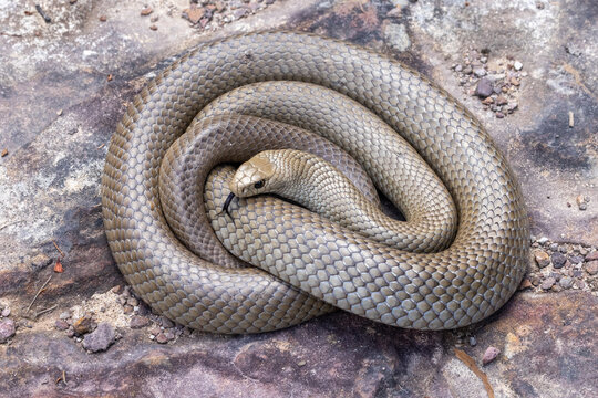 Australian highly venomous Eastern Brown Snake flickering it's tongue