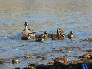 mother duck and her ducklings swimming