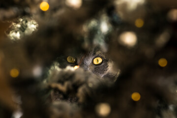 Pet cat hiding in the Christmas tree. Cat with big eyes watching you. Security, neighbourhood watch...