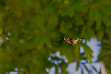 hummingbird in flight