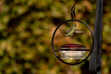 hummingbird flying over a feeder