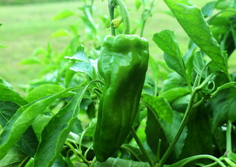 fresh green chili pepper on plant in garden