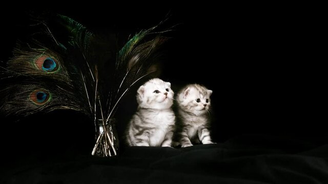 Two kittens sits near the peacock feathers on a black background. Kitten isolated on a black background. Kitten on a black background near a vase with peacock feathers. 