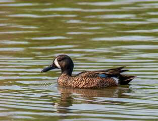 Fototapeta premium Male Blue-winged Teal (Spatula discors) swimming.