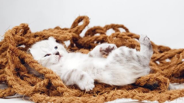 The kitten lies upside down on a jute rope for a scratching board. The kitten is isolated on a white background among the jute rope. A month old kitten. Scottish purebred cat.