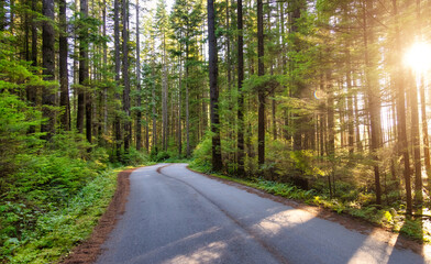 Fototapeta premium Scenic Bike path in Green Canadian Rain Forest. Sunny Sunset. Seymour Valley Trailway in North Vancouver, British Columbia, Canada.